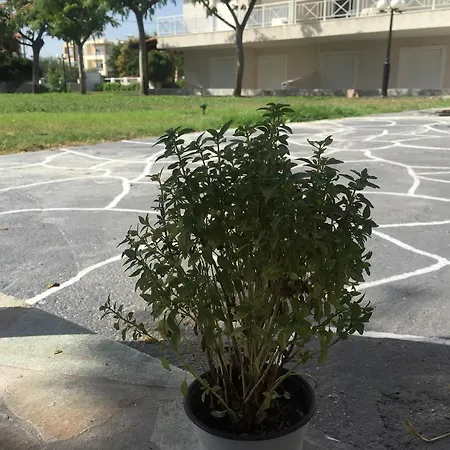 Apartment Phoenix Beachside Kokkónion